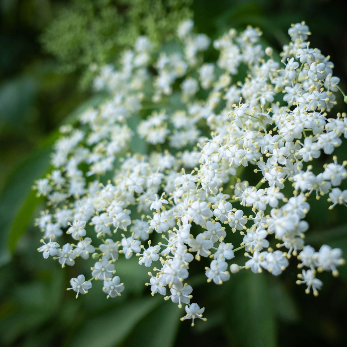 Article sur les bienfaits du sureau noir. Illustration pour l'article, le blog Sureau noir : bienfaits pour la circulation et le système ORL